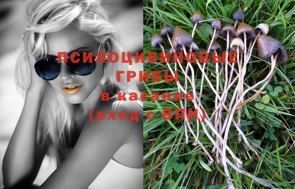 прущие грибы Богородицк